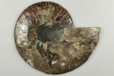 Cut & Polished, Agatized Ammonite Fossil - Madagascar #200143-3